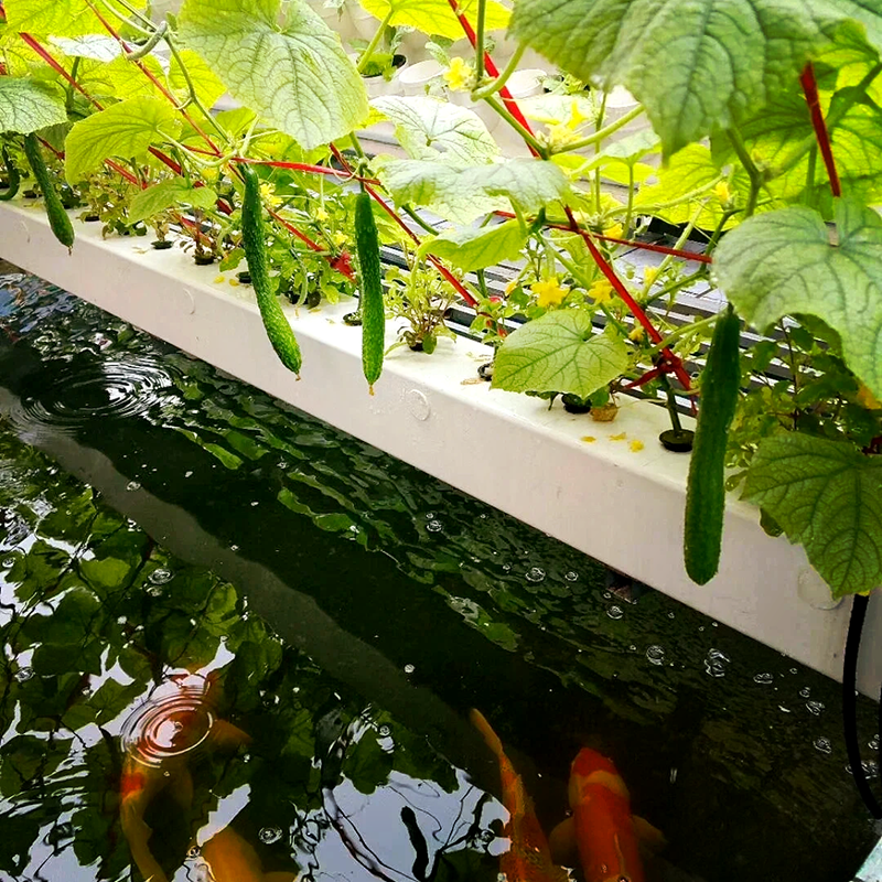 湛江市空中草莓鱼菜共生 - 方案